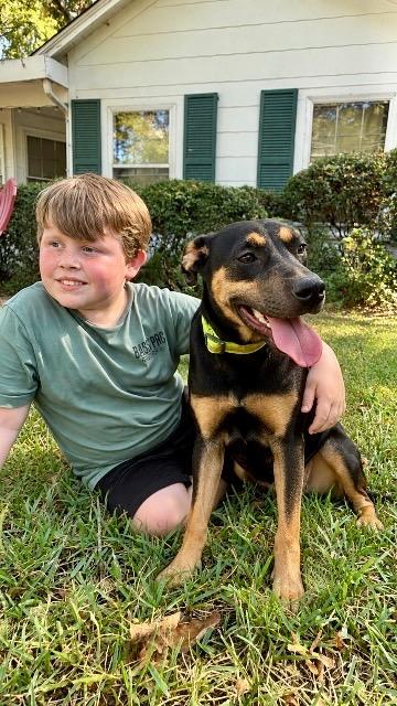 Enlarge Dandelion - w/Local Foster, a Adoptable mixed breed in Princeton, MA image 3/6
