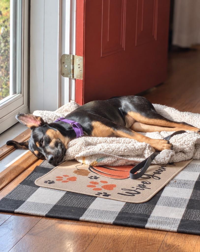 Enlarge Dandelion - w/Local Foster, a Adoptable mixed breed in Princeton, MA image 5/6