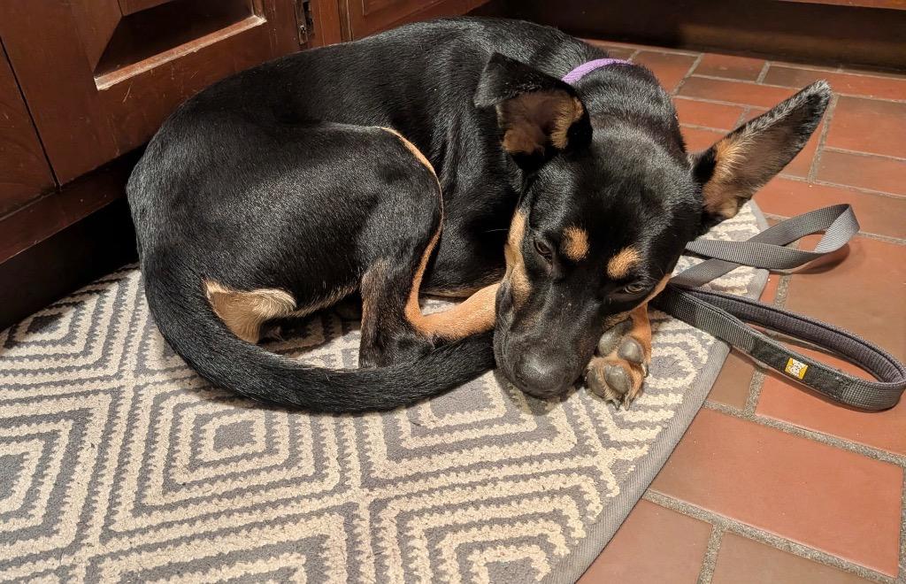 Enlarge Dandelion - w/Local Foster, a Adoptable mixed breed in Princeton, MA image 6/6