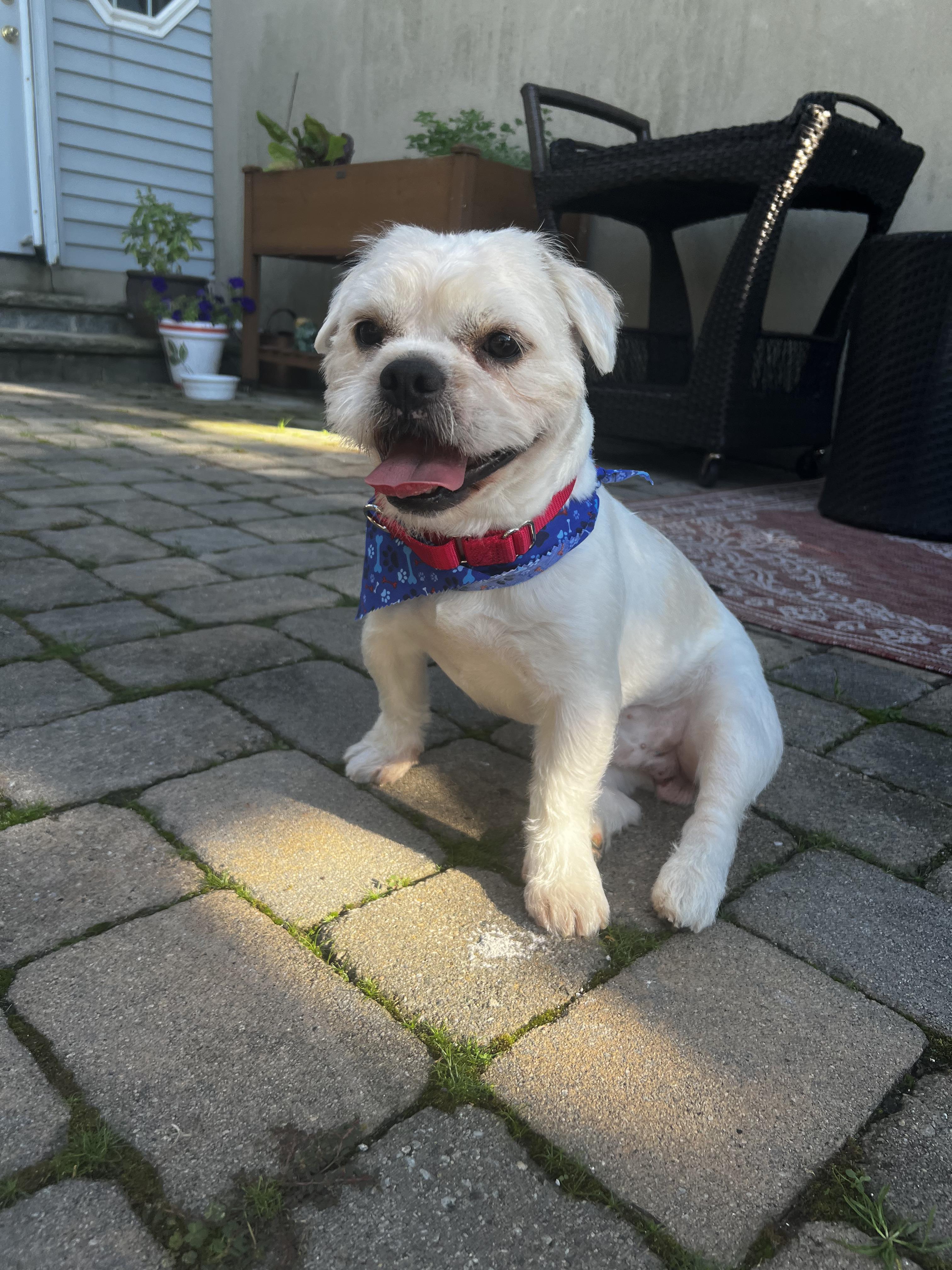 Uno, Adopted, Adult Male French Bulldog & Lhasa Apso.