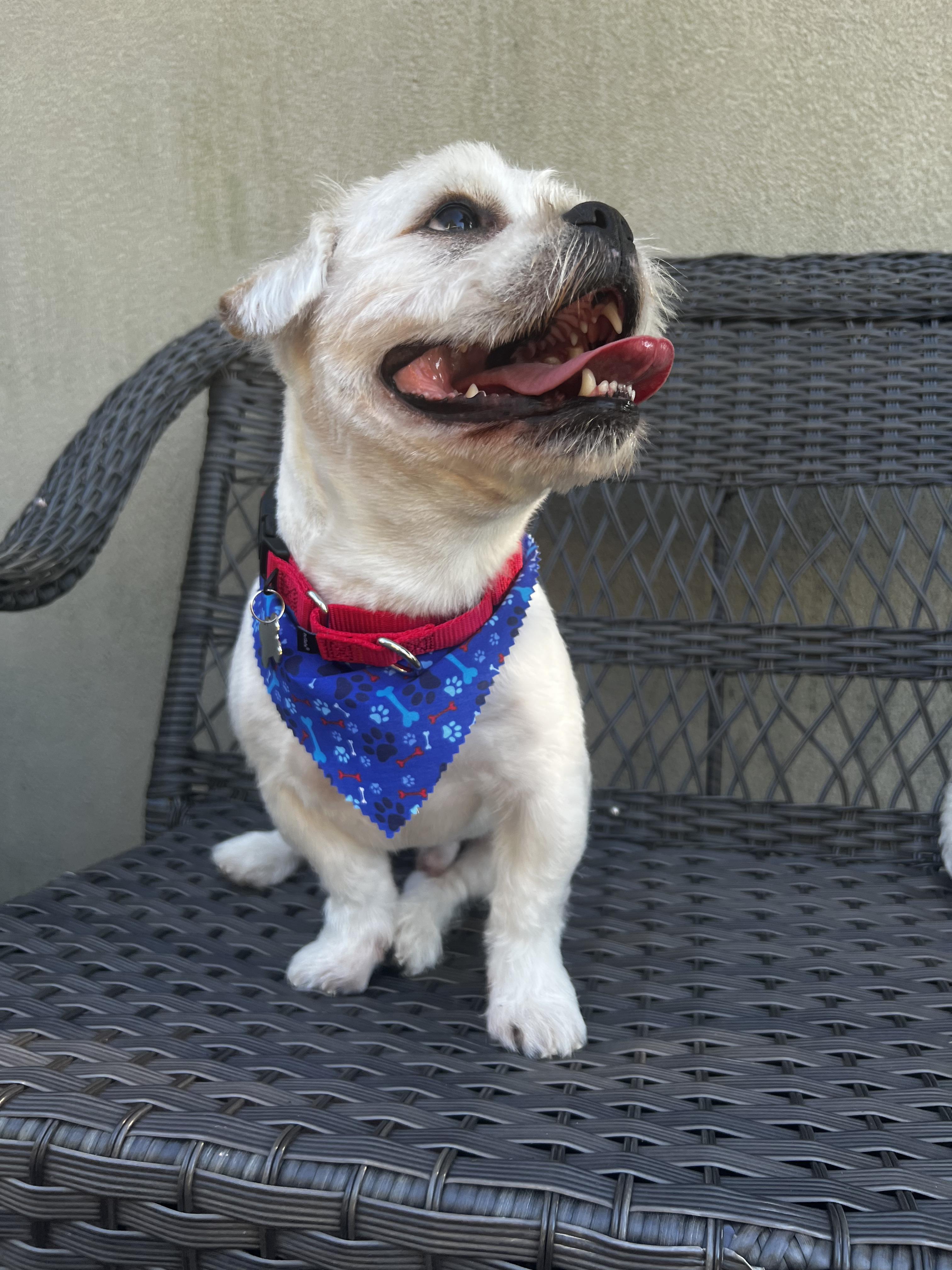 Enlarge Uno, a Adopted mixed breed in Thornwood, NY image 3/4