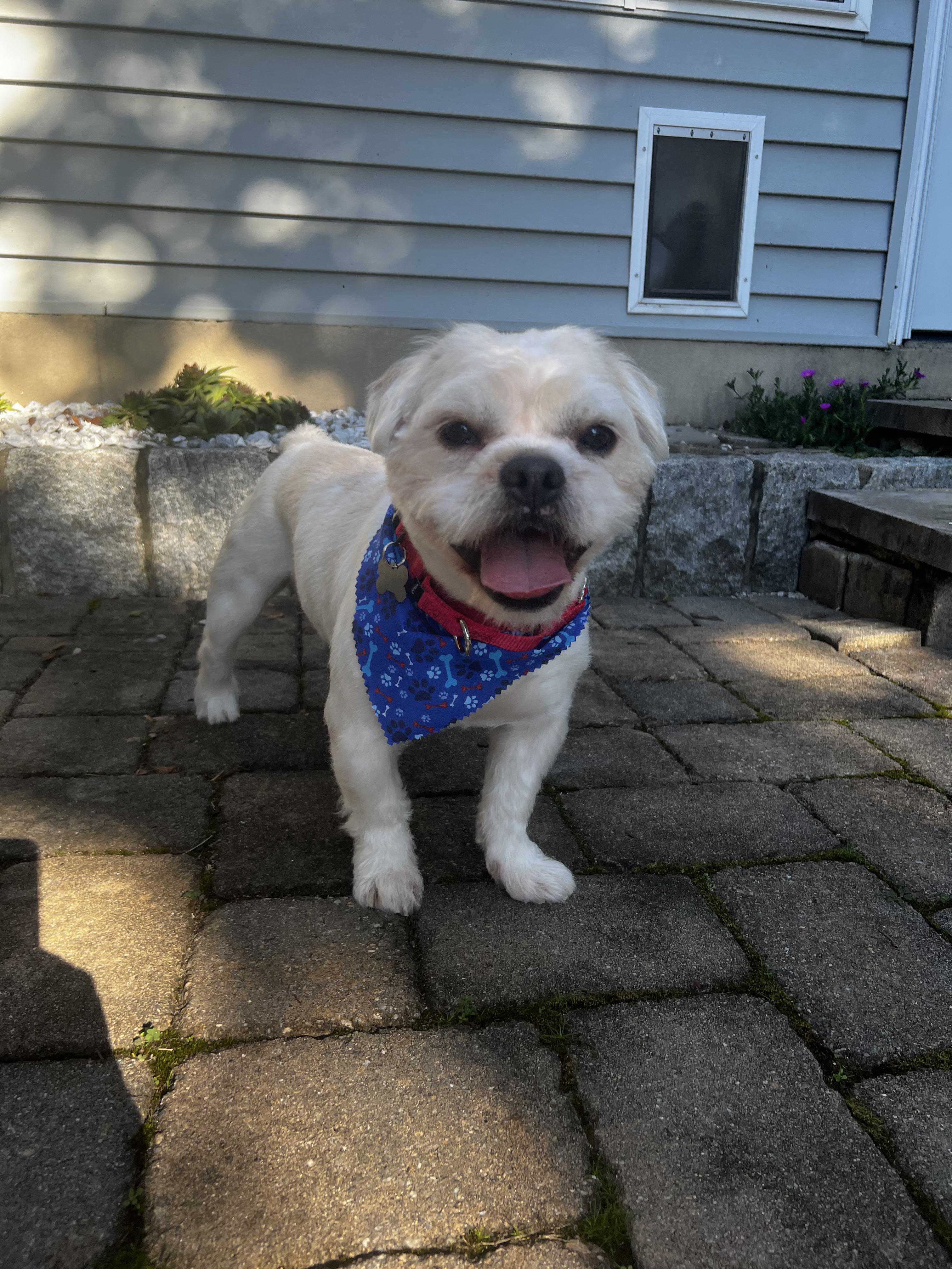 Enlarge Uno, a Adopted mixed breed in Thornwood, NY image 2/4