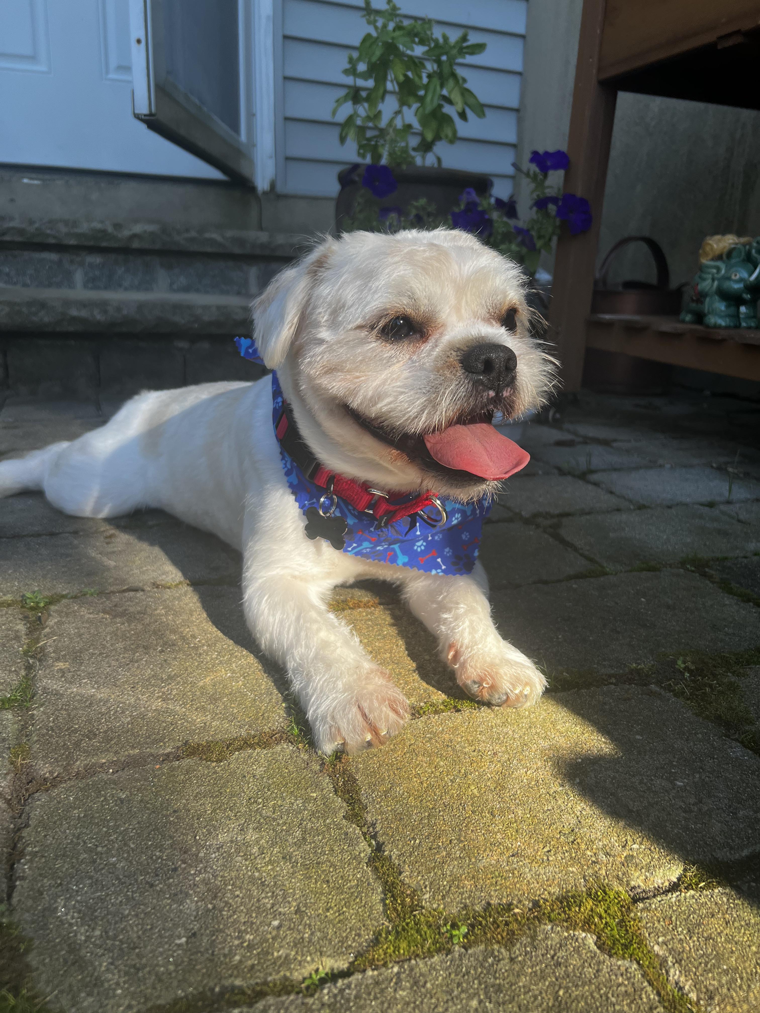 Enlarge Uno, a Adopted mixed breed in Thornwood, NY image 4/4