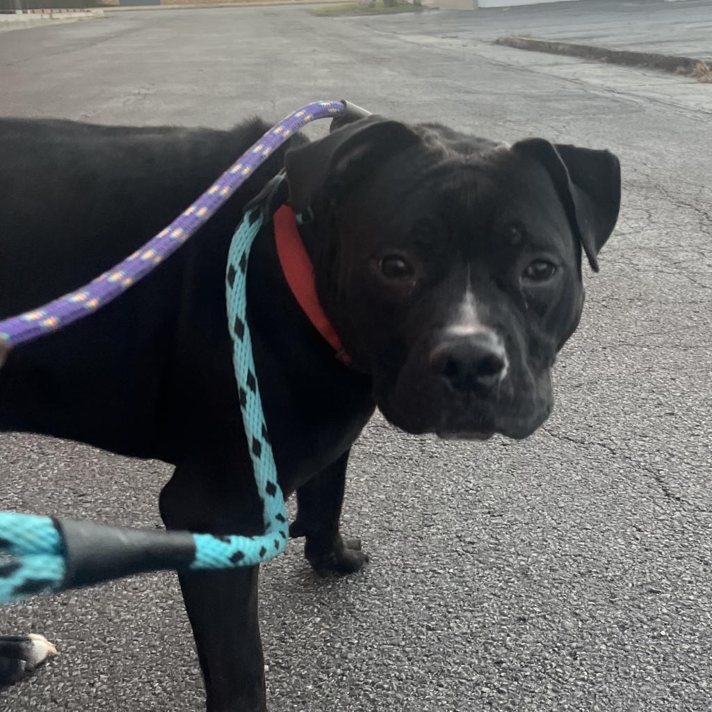 Amazing Atlas, a Adoptable Terrier in St. Louis, MO image 4/6