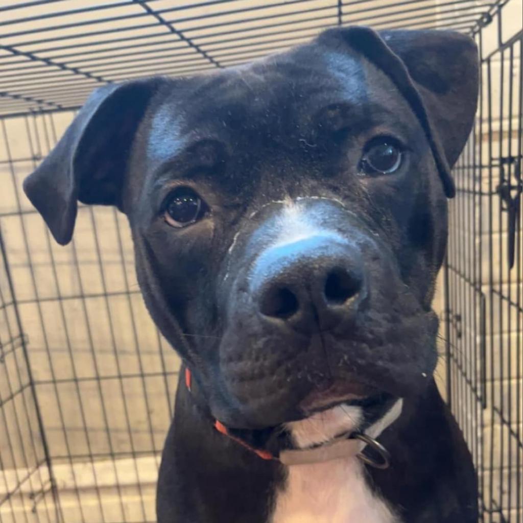 Amazing Atlas, a Adoptable Terrier in St. Louis, MO image 5/6