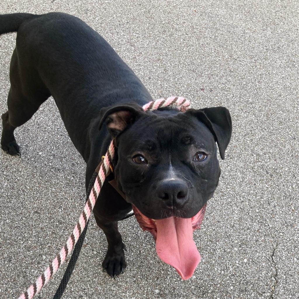 Amazing Atlas, a Adoptable Terrier in St. Louis, MO image 6/6