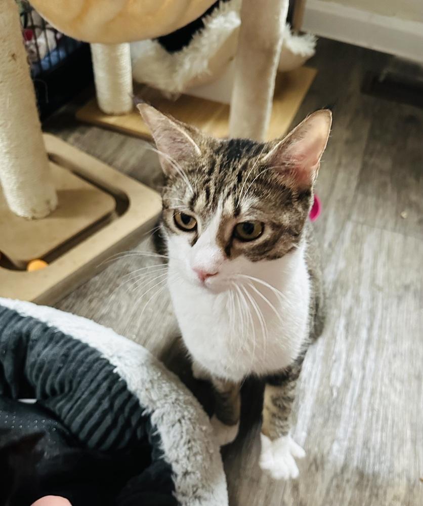 Fritzy 2023, Adoptable, Adult Female Domestic Short Hair.