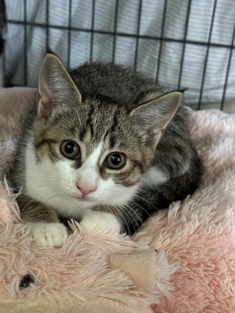 Enlarge Fritzy 2023, a Adoptable Domestic Short Hair in Virginia Beach, VA image 2/4