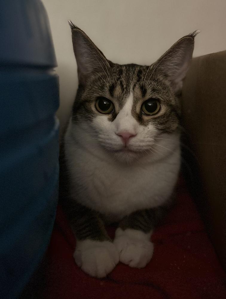 Enlarge Fritzy 2023, a Adoptable Domestic Short Hair in Virginia Beach, VA image 3/4