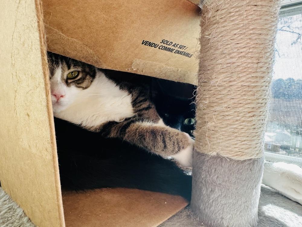 Enlarge Fritzy 2023, a Adoptable Domestic Short Hair in Virginia Beach, VA image 4/4