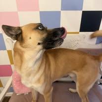 GUAP, a ADOPTABLE mixed breed in Weirton, WV image 2/2