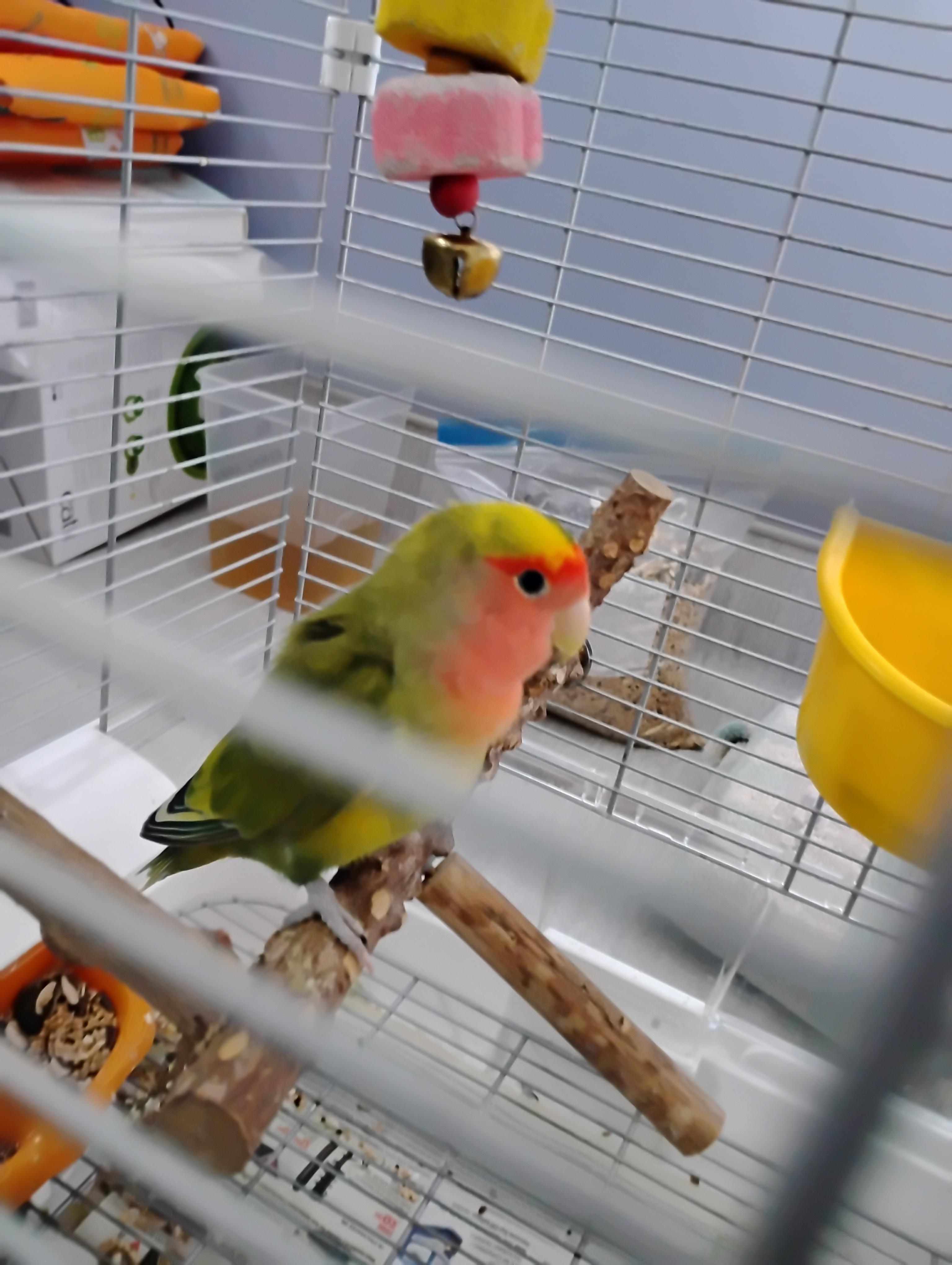 Enlarge Love Birds, a ADOPTABLE Lovebird in Surrey, BC image 2/2