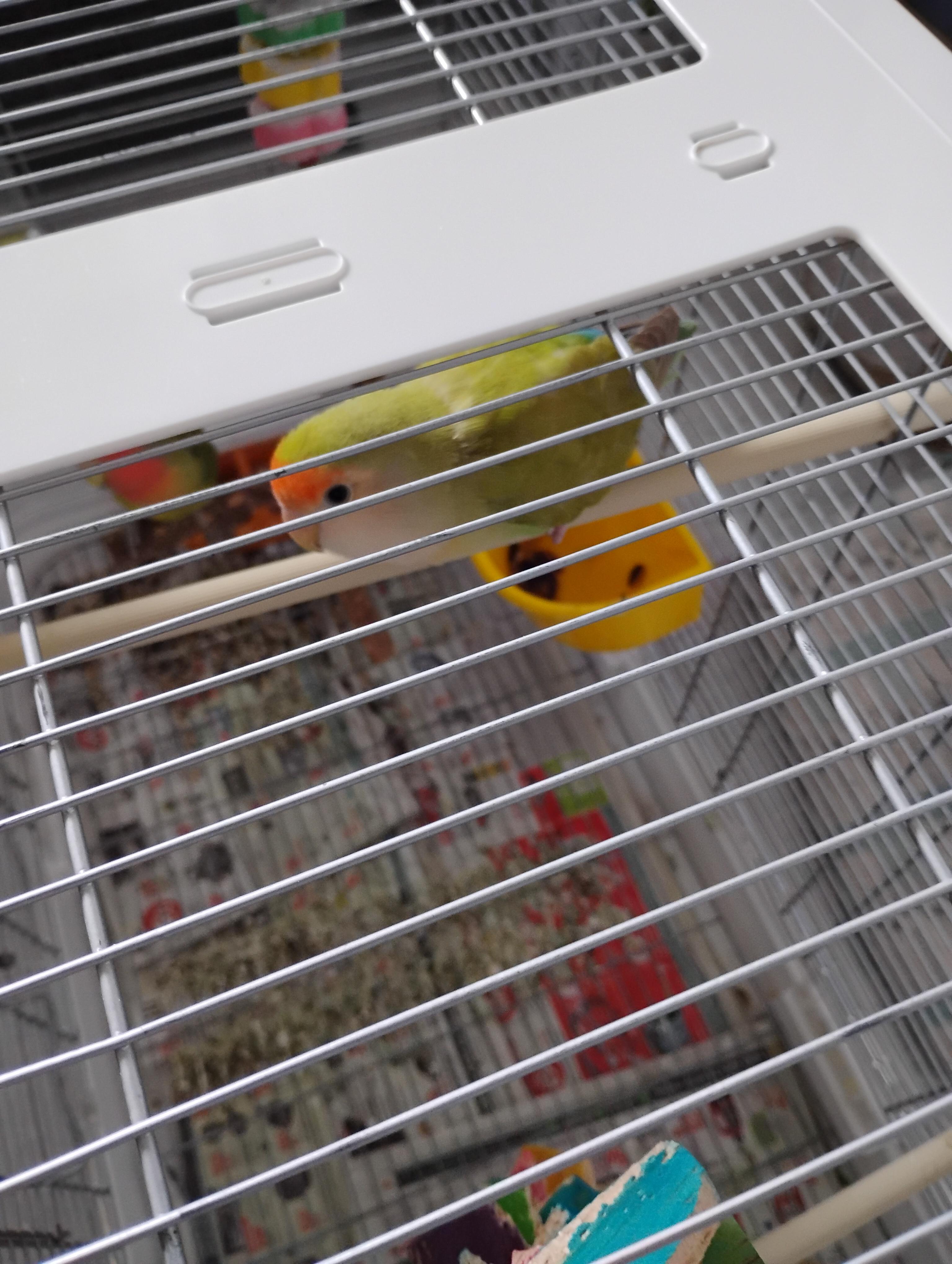 Love Birds, ADOPTABLE, Young Male Lovebird.