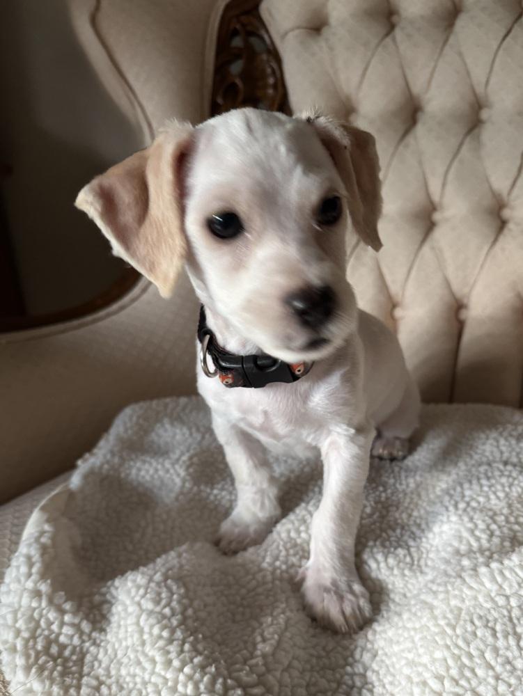 Farley, Adoptable, Puppy Male Cocker Spaniel.