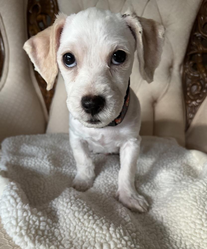 Enlarge Farley, a Adoptable mixed breed in Mundelein, IL image 2/2