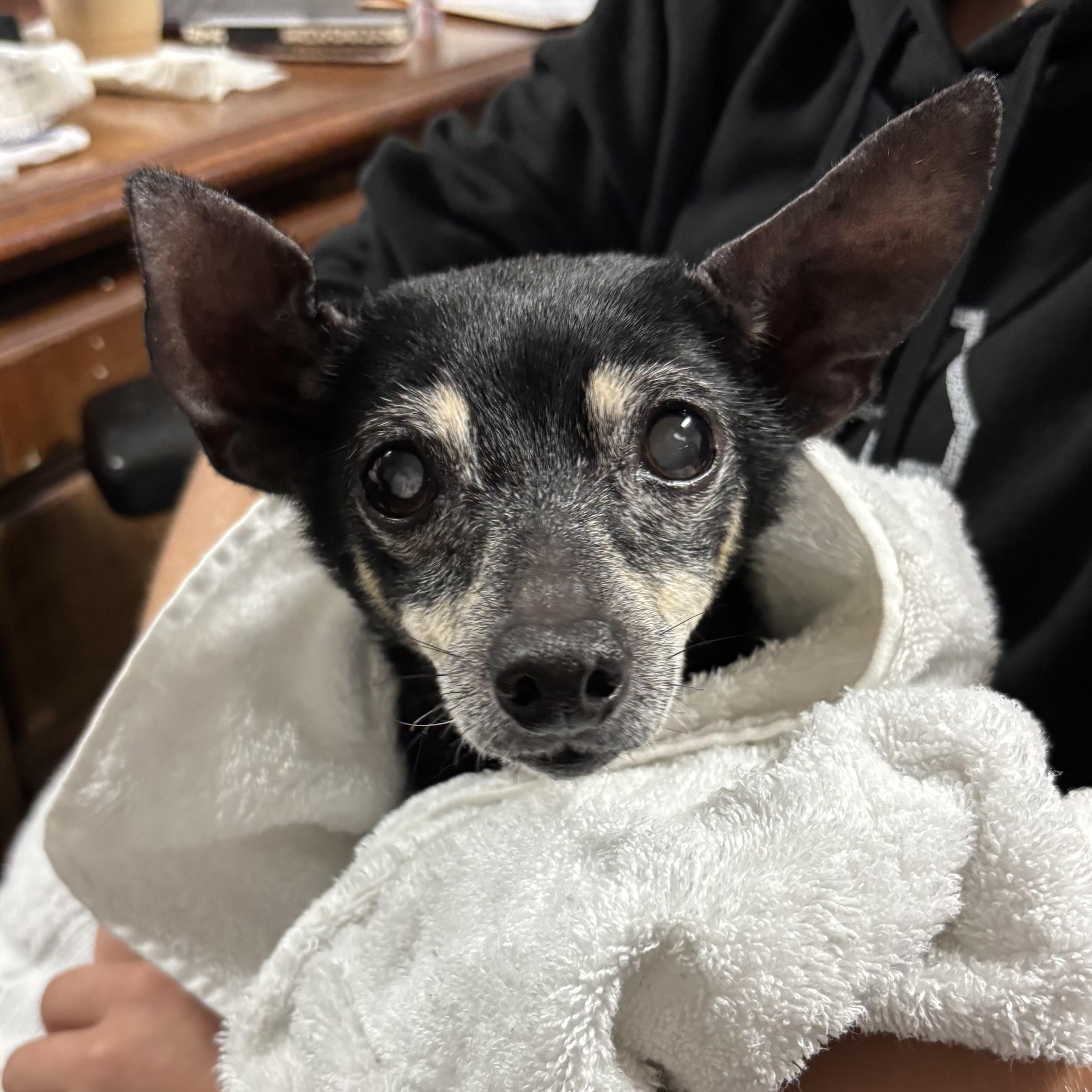 Ms. Batty, an adopted mixed breed in West Chester, PA image 4/6