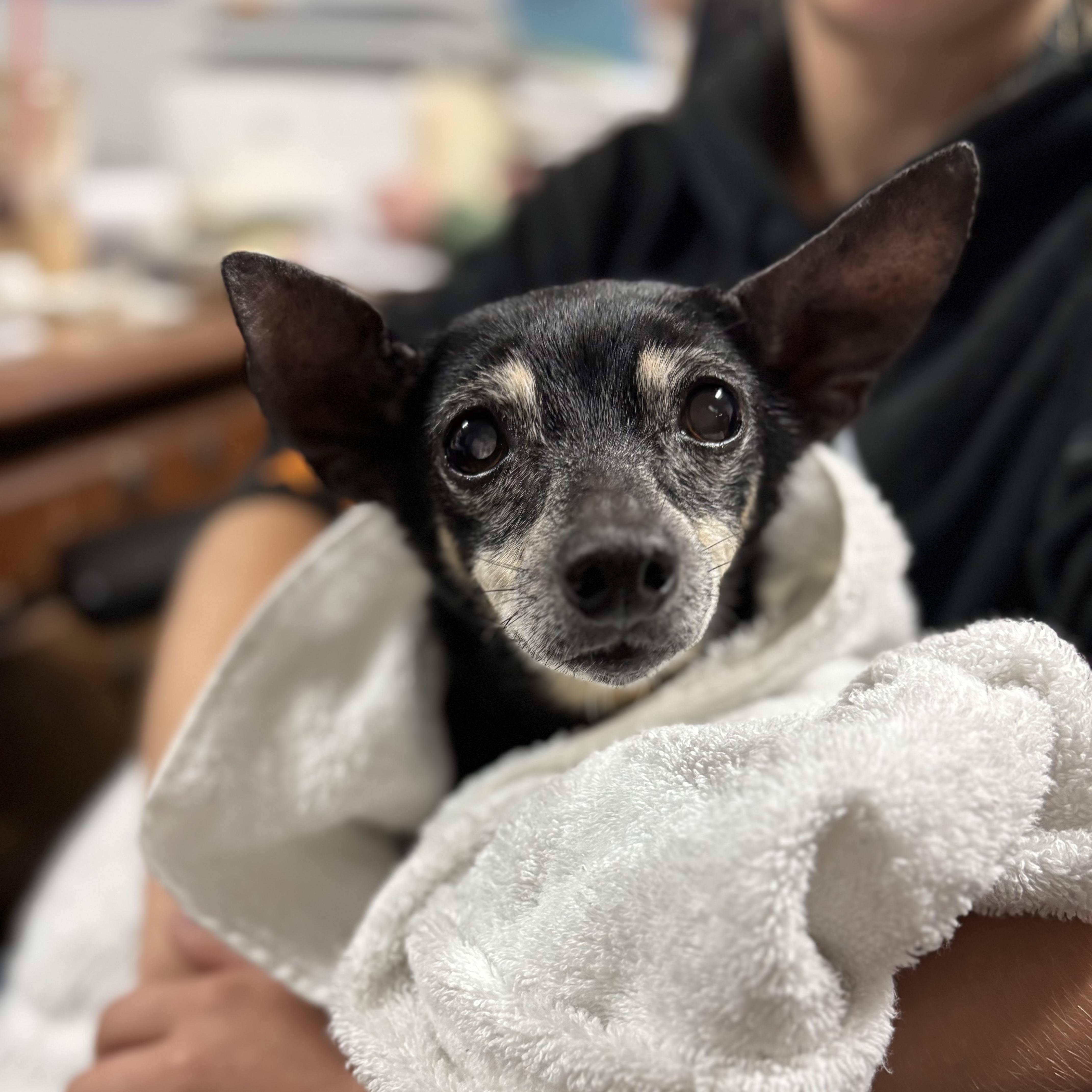 Ms. Batty, an adopted mixed breed in West Chester, PA image 6/6