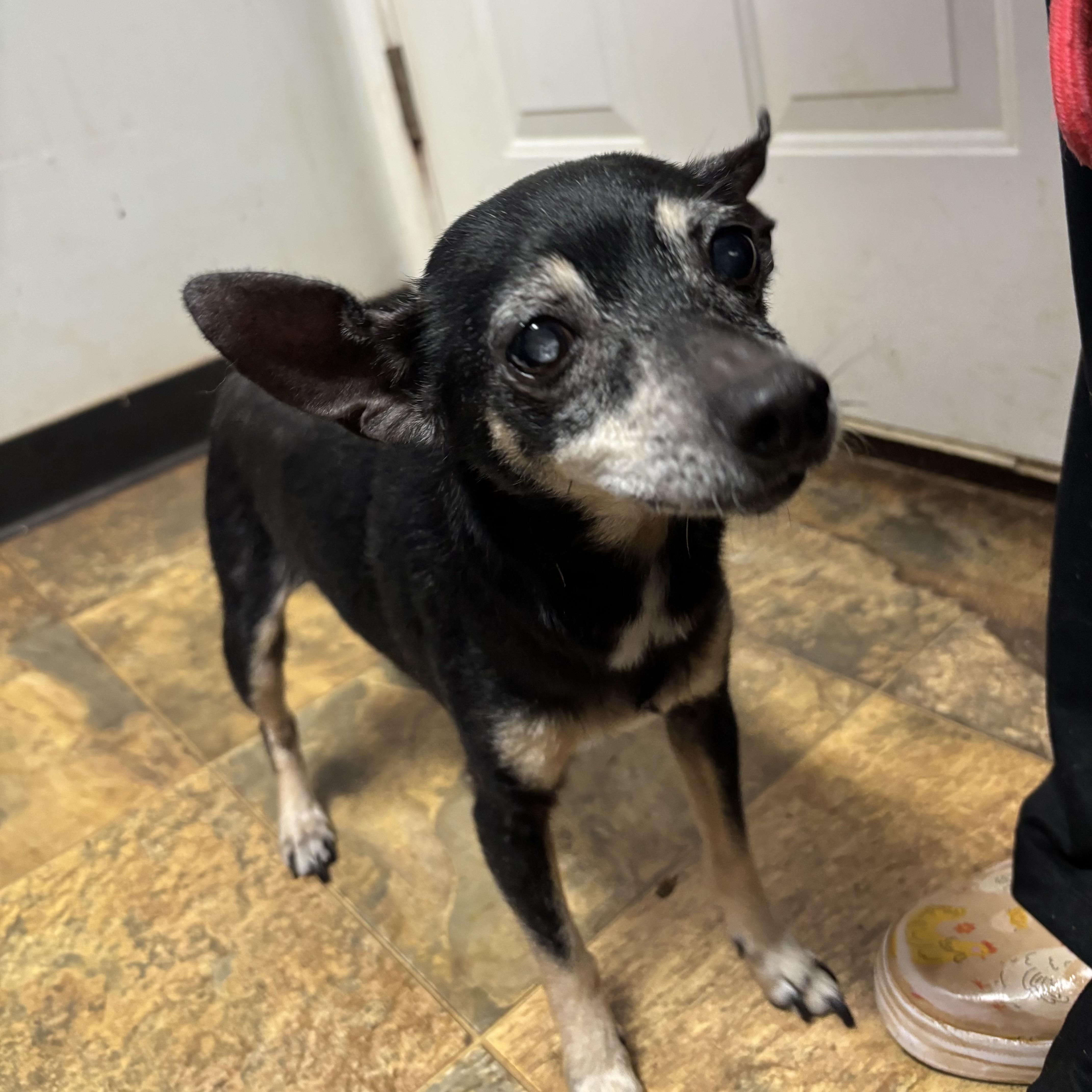 Ms. Batty, an adopted mixed breed in West Chester, PA image 5/6