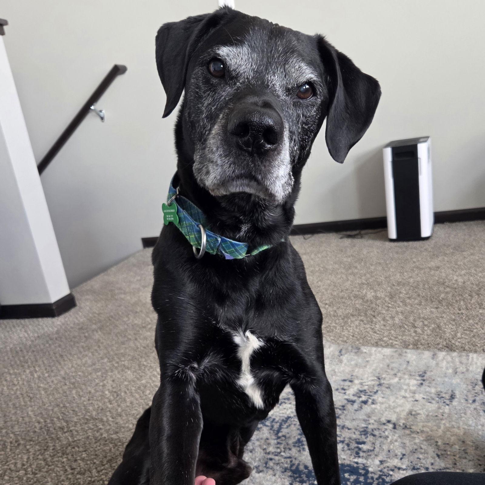 Pawpaw, Adoptable, Senior Male Labrador Retriever.
