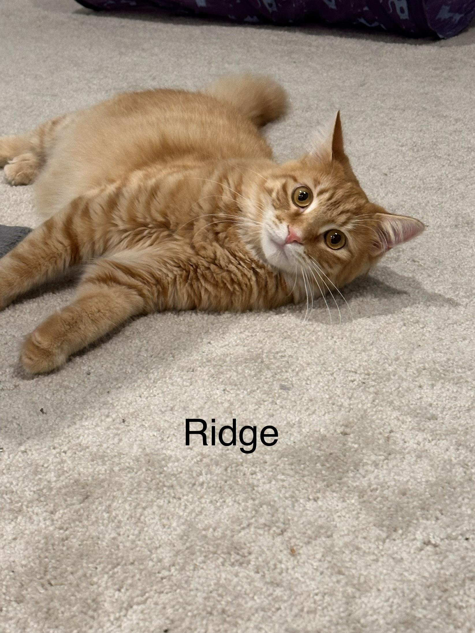 Ridge, a ADOPTABLE Domestic Medium Hair in Ruther Glen, VA image 2/4