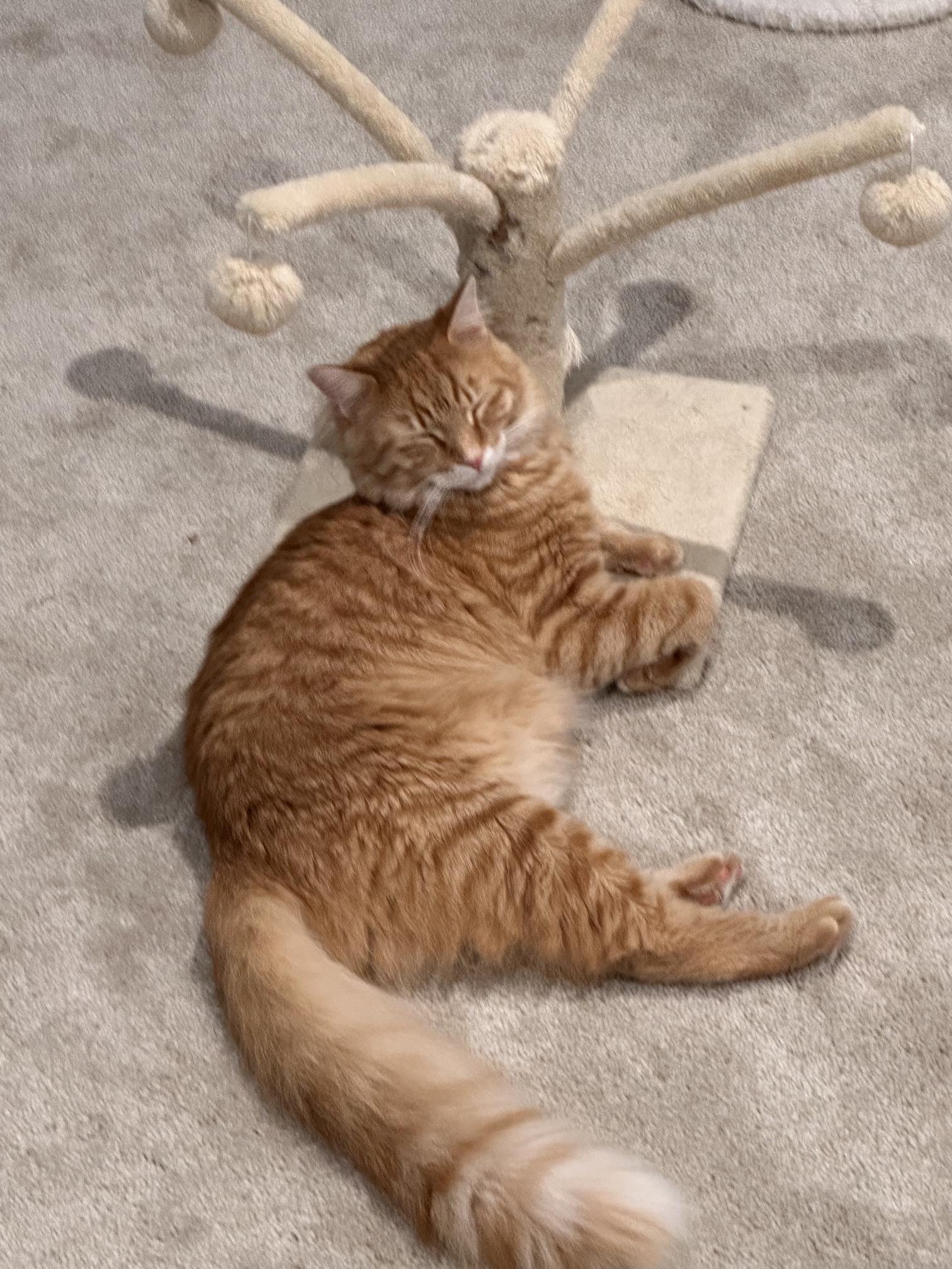 Ridge, a ADOPTABLE Domestic Medium Hair in Ruther Glen, VA image 4/4