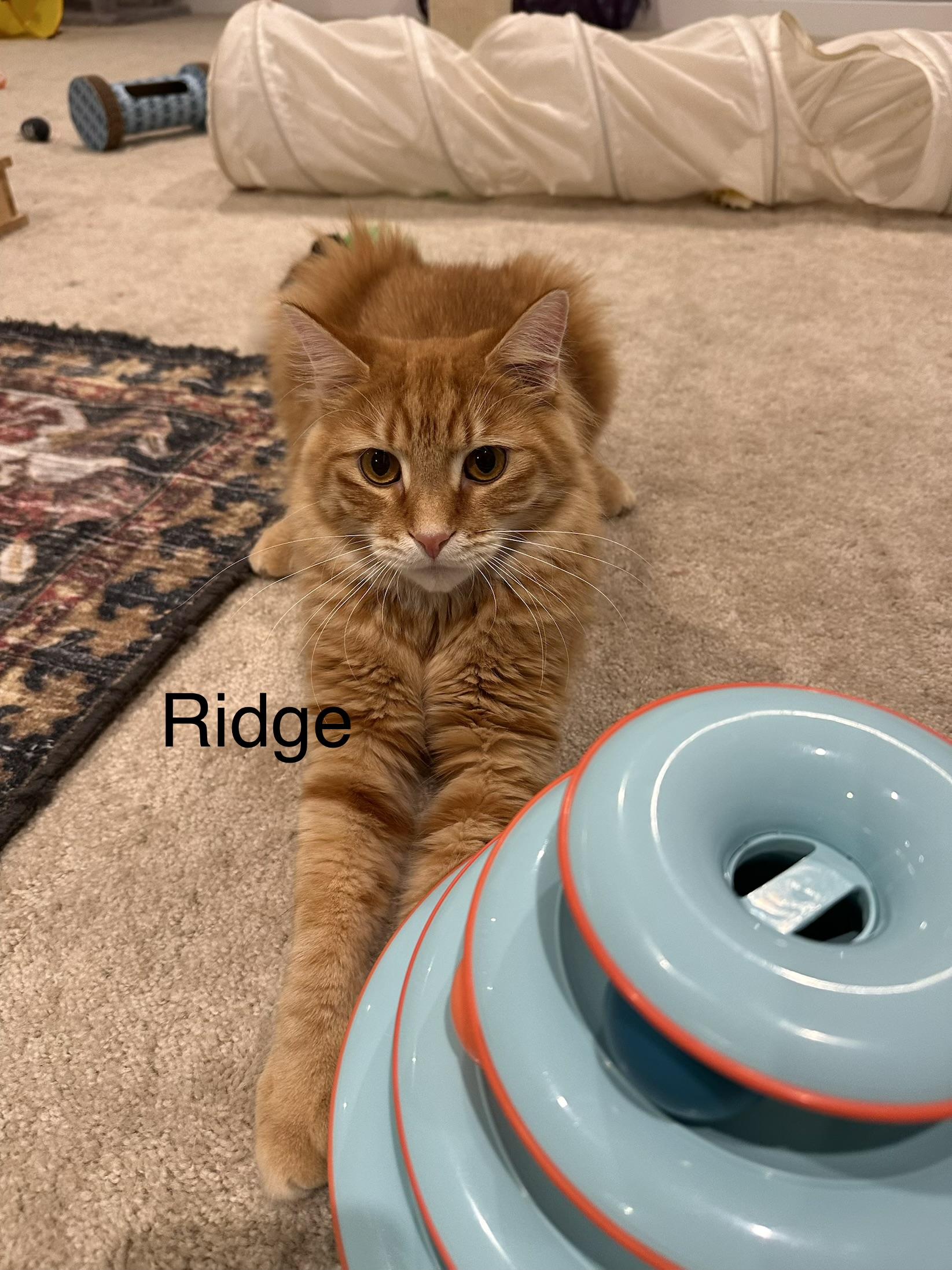 Ridge, ADOPTABLE, Adult Male Domestic Medium Hair.
