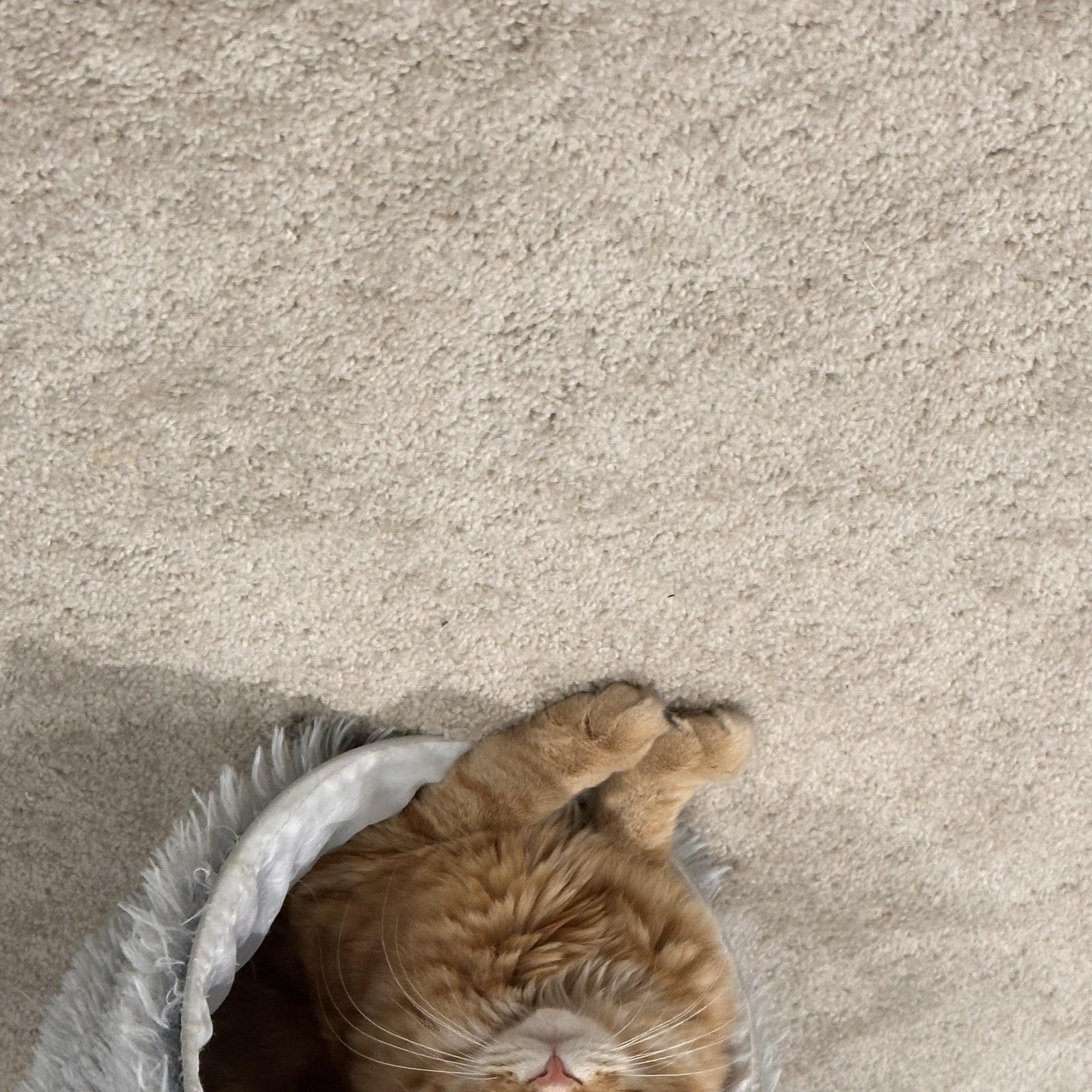 Ridge, a ADOPTABLE Domestic Medium Hair in Ruther Glen, VA image 3/4