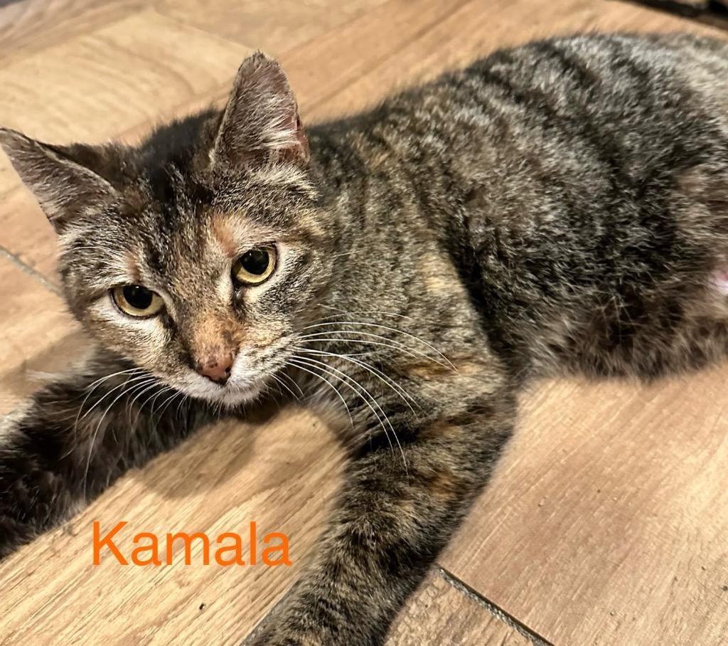 KAMALA, Adoptable, Adult Female Domestic Short Hair.