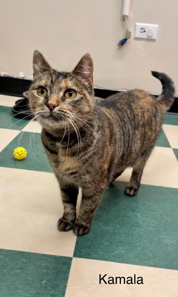 Enlarge KAMALA, a Adoptable mixed breed in Muskegon, MI image 3/6