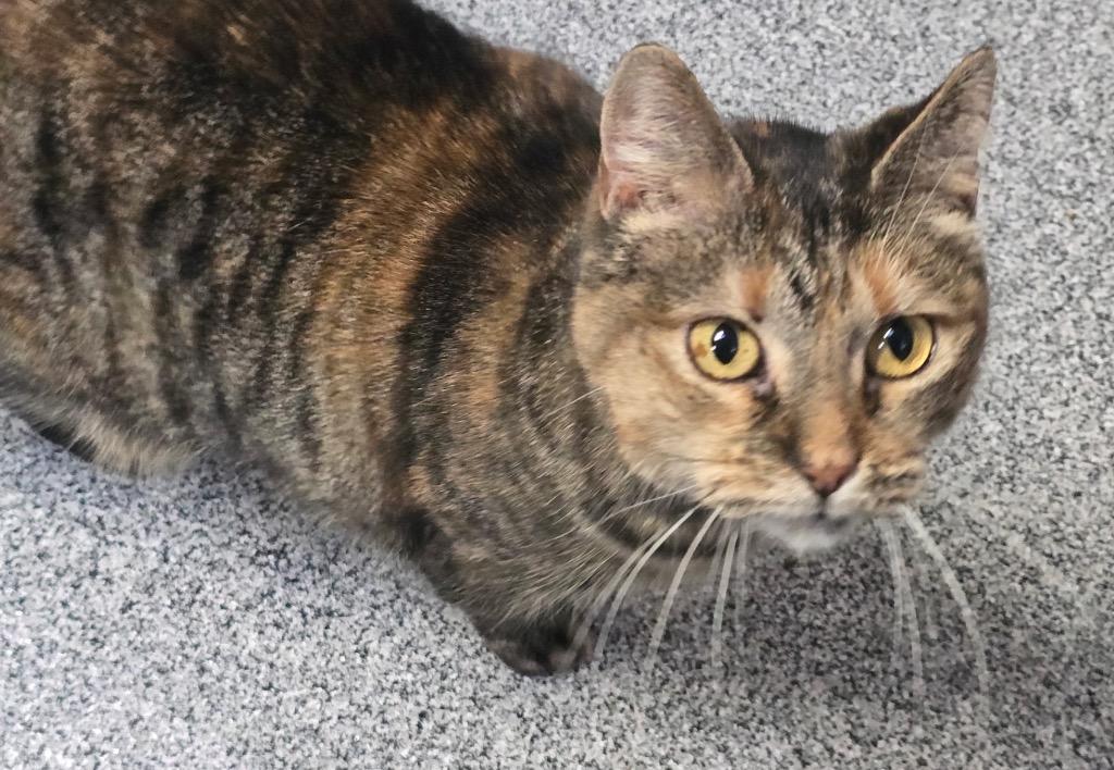 Enlarge KAMALA, a Adoptable mixed breed in Muskegon, MI image 2/6