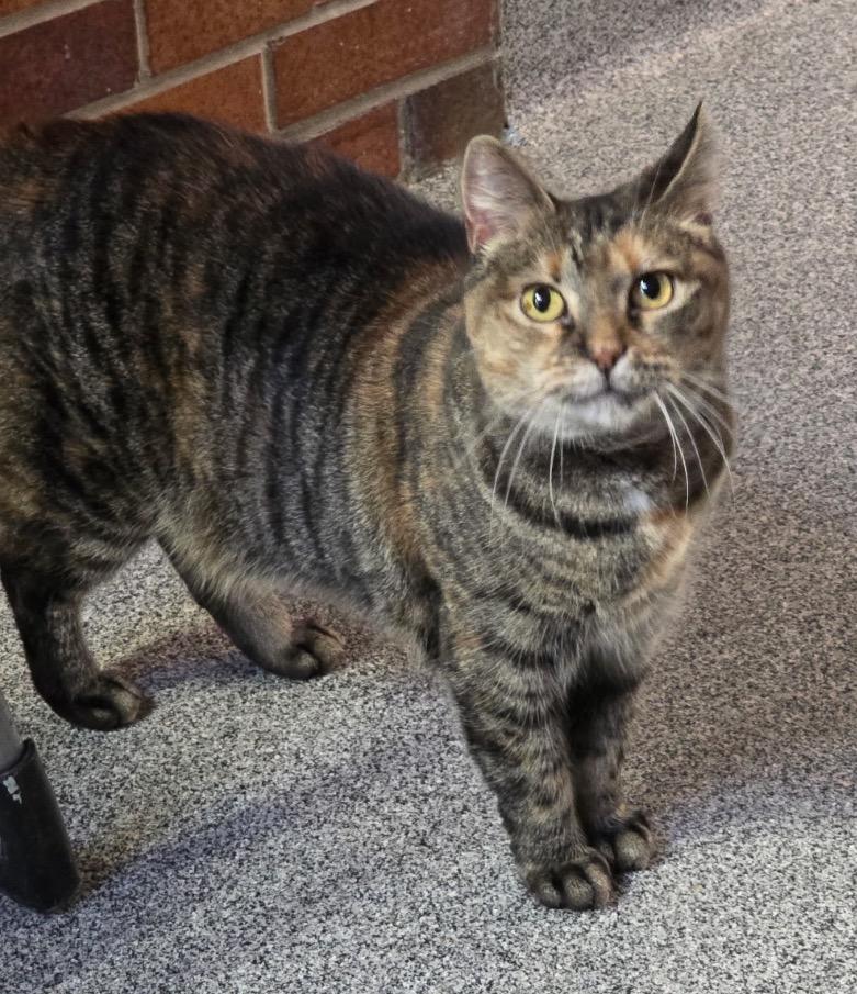 Enlarge KAMALA, a Adoptable mixed breed in Muskegon, MI image 3/6