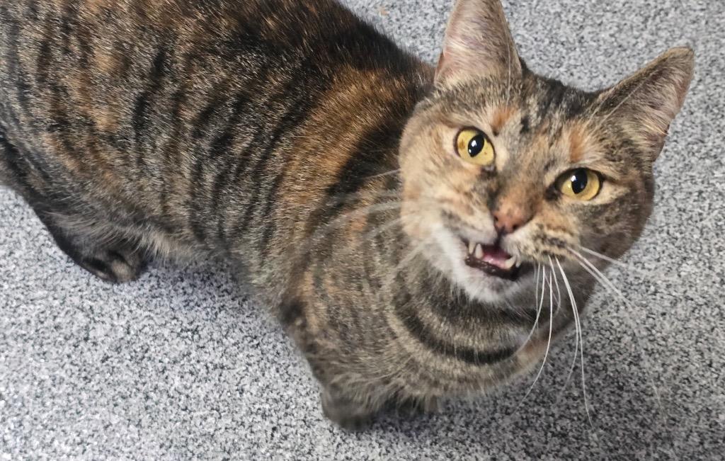 Enlarge KAMALA, a Adoptable mixed breed in Muskegon, MI image 4/6