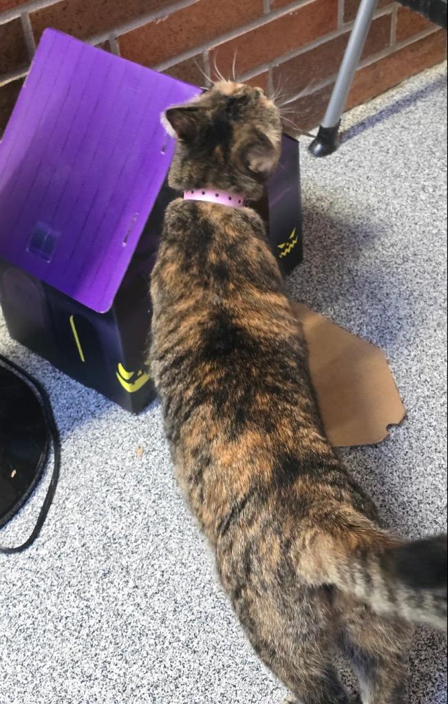 Enlarge KAMALA, a Adoptable mixed breed in Muskegon, MI image 5/6