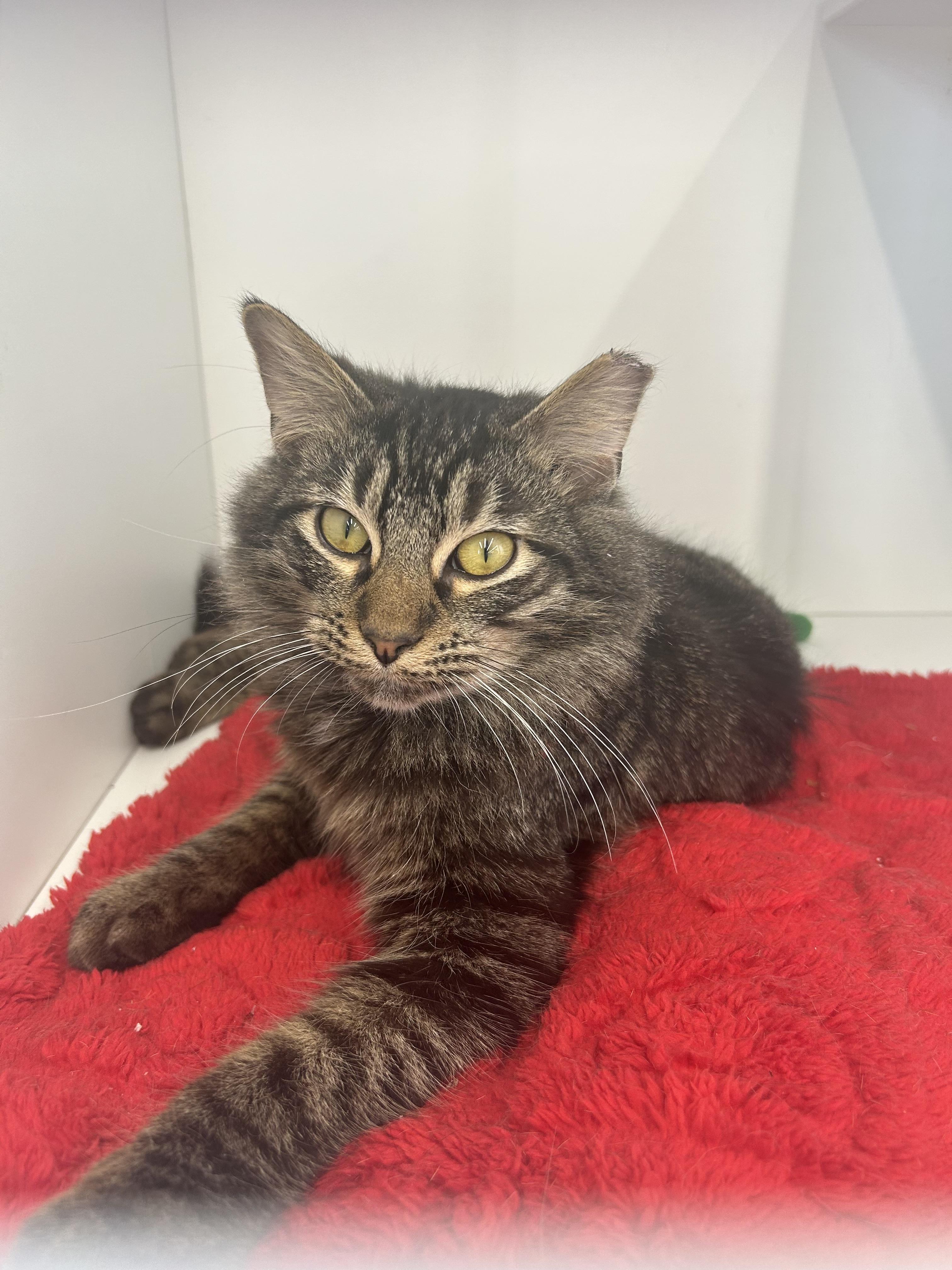 Sirius, an adopted Domestic Long Hair in Maineville, OH image 2/3