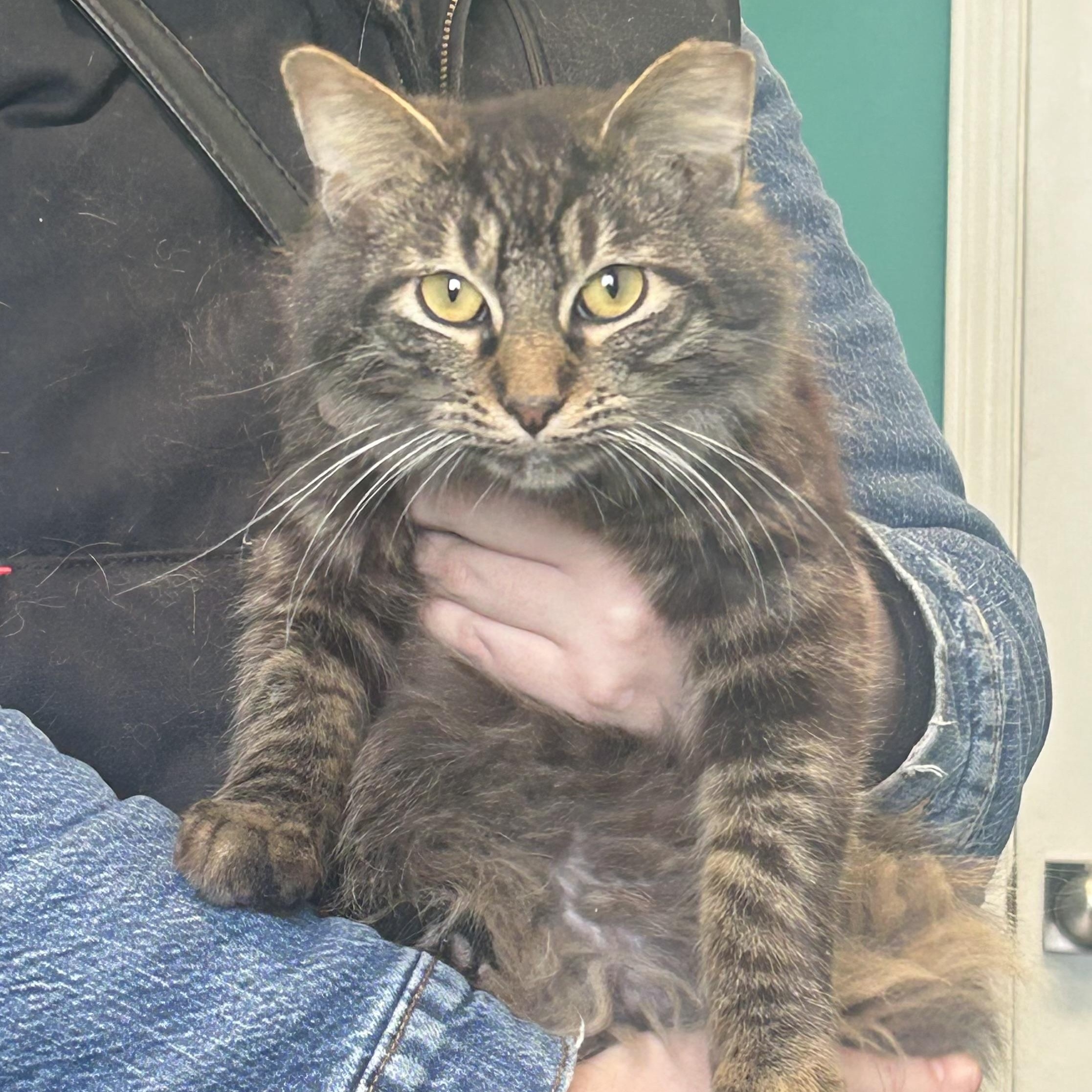 Sirius, adopted, Young Male Domestic Long Hair.