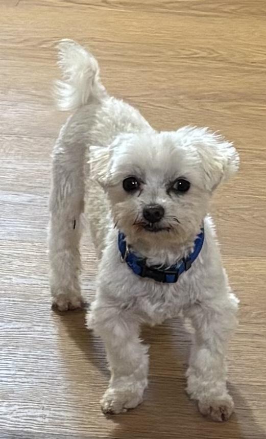 Clifford, Adoptable, Adult Male Maltese.