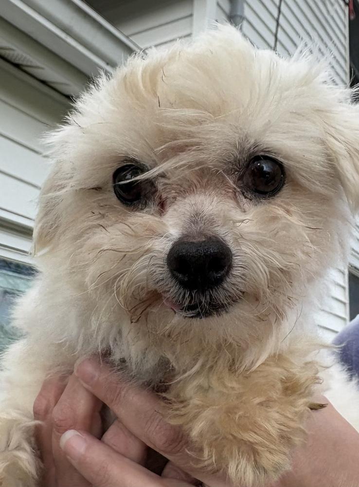 Clifford, a Adoptable Maltese in Columbus, OH image 2/3
