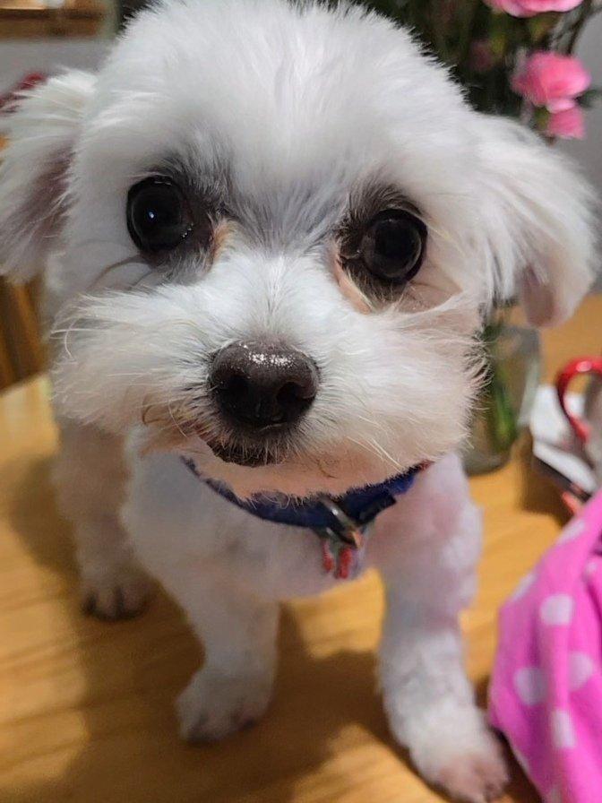 Clifford, a Adoptable Maltese in Columbus, OH image 3/3