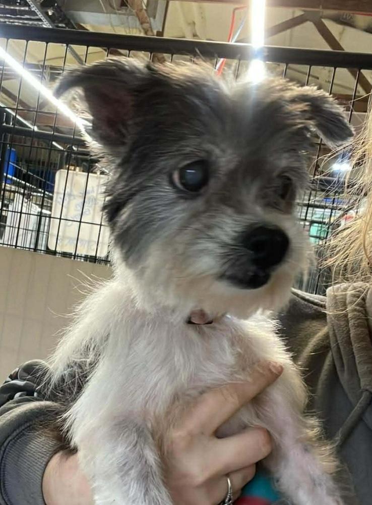 Sassy bonded with Taz, a Adoptable Shih Tzu in Warrenton, MO image 1/2