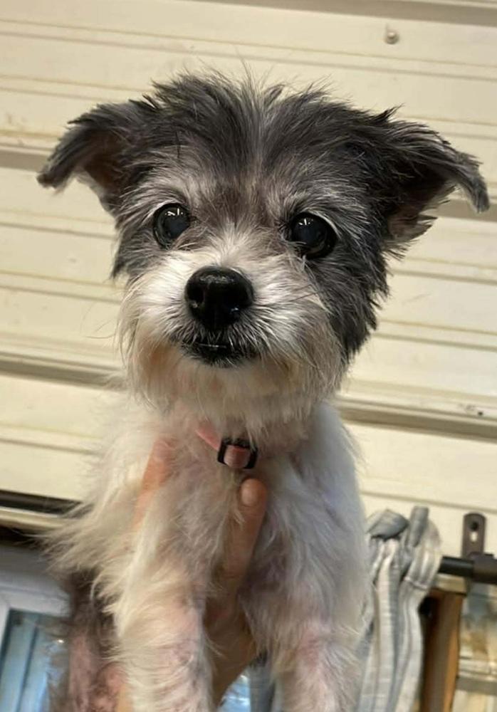 Sassy bonded with Taz, Adoptable, Adult Female Shih Tzu.