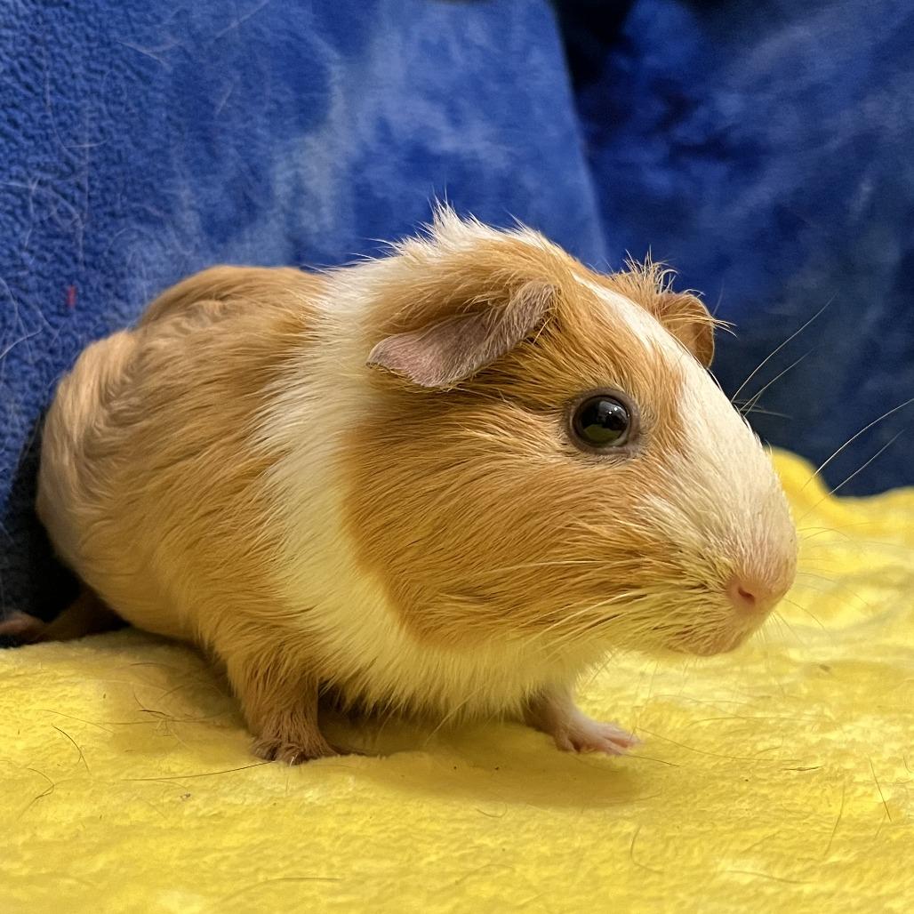 Enlarge Clementine (bonded with Tilly), a Adoptable Guinea Pig in Decatur, GA image 1/6