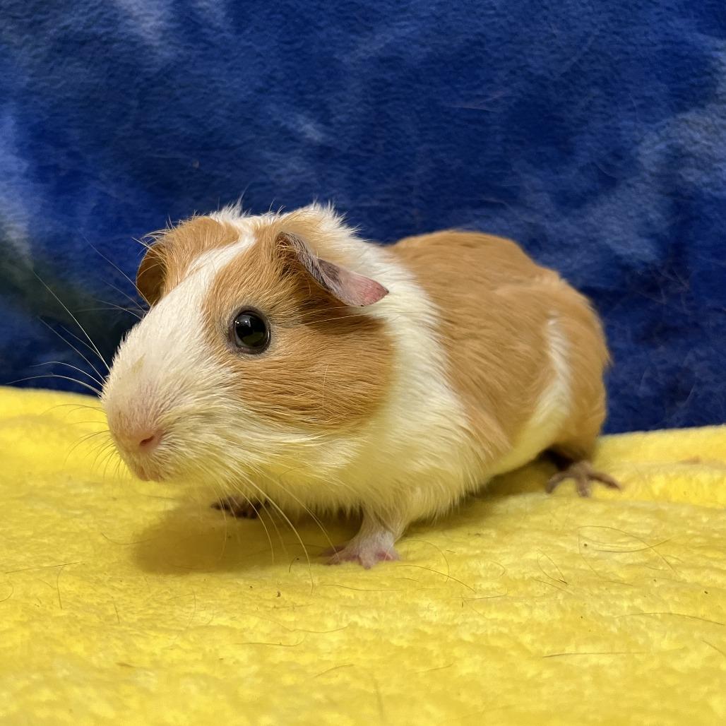 Enlarge Clementine (bonded with Tilly), a Adoptable Guinea Pig in Decatur, GA image 2/6