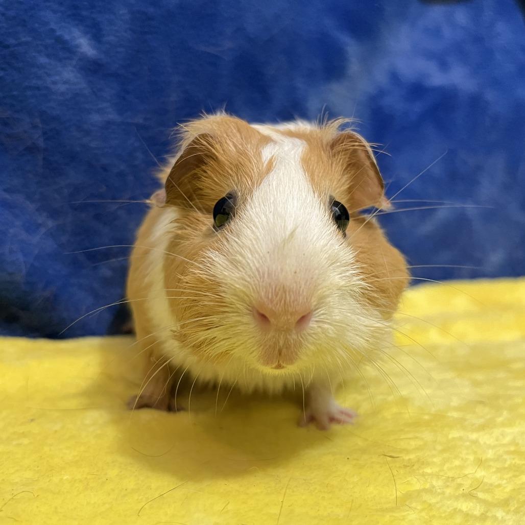 Enlarge Clementine (bonded with Tilly), a Adoptable Guinea Pig in Decatur, GA image 3/6