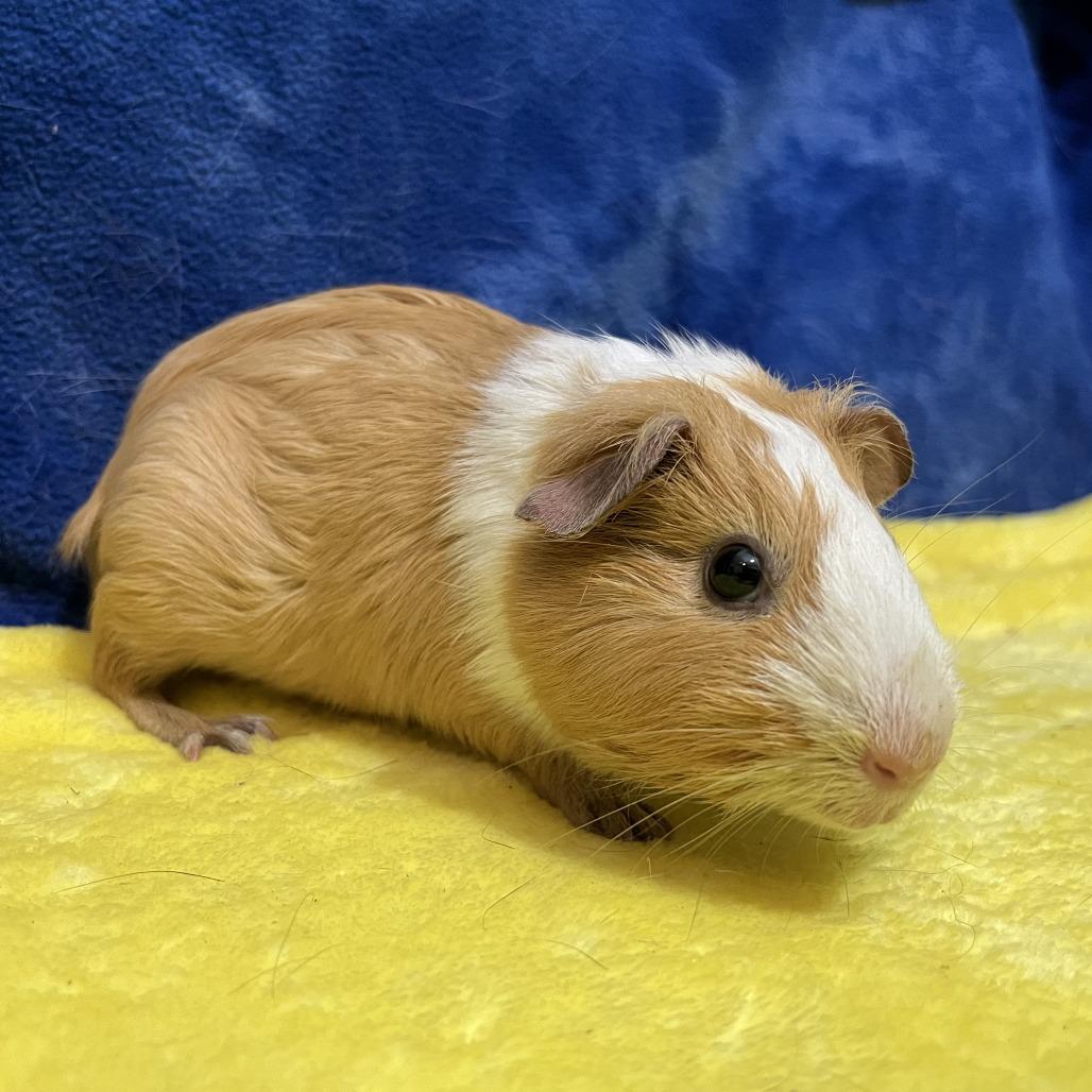 Enlarge Clementine (bonded with Tilly), a Adoptable Guinea Pig in Decatur, GA image 6/6