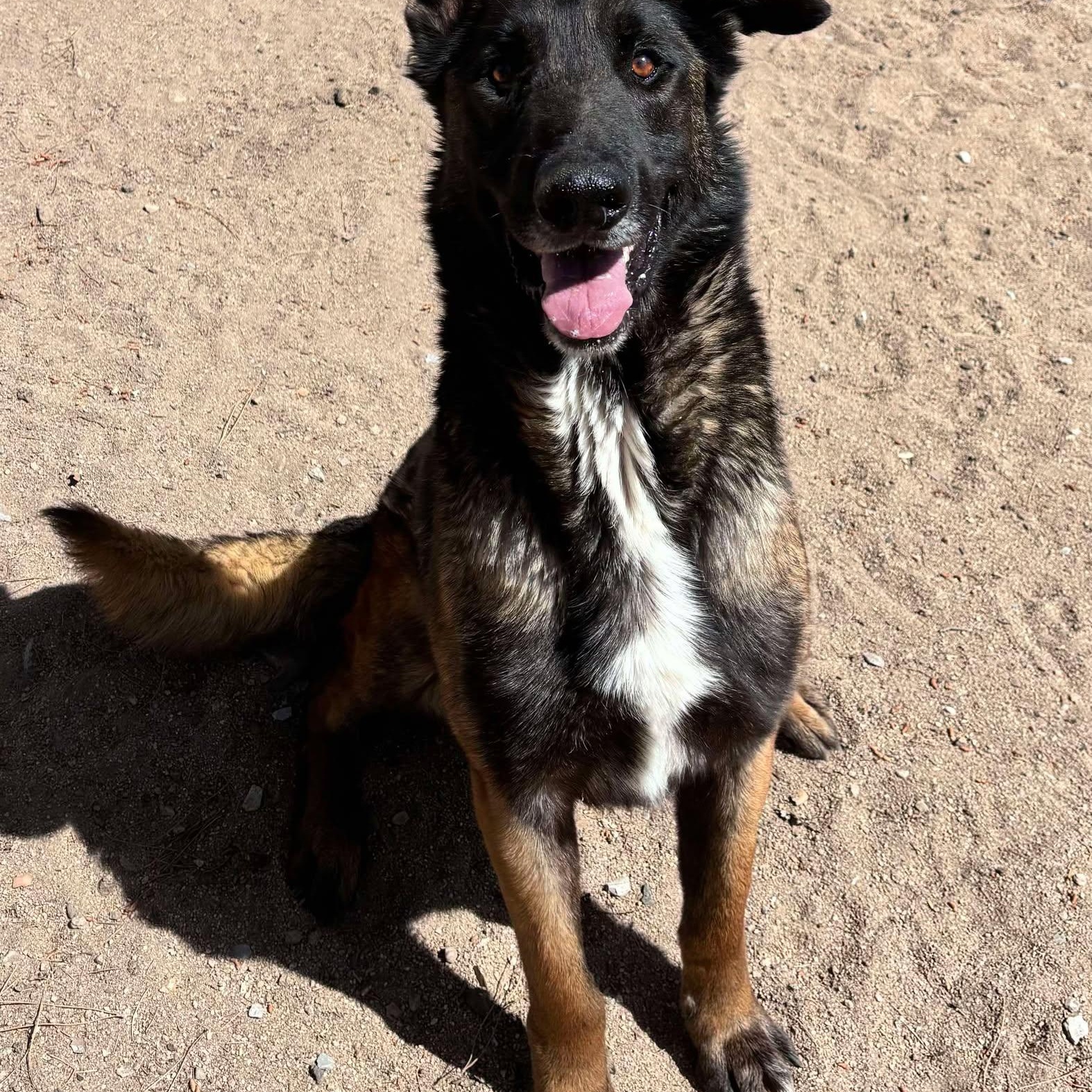 Moe, Adoptable, Adult Male Belgian Shepherd / Malinois & German Shepherd Dog.