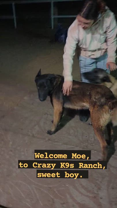 Enlarge Moe, a Adoptable mixed breed in Jefferson City , MO video 4/4