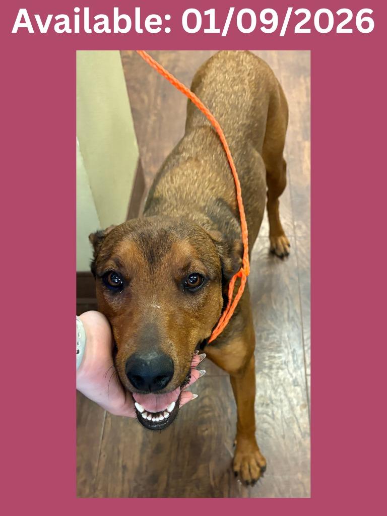 Dog Kennel #6 Bambi, Adoptable, Young Female Shepherd & Mixed Breed.