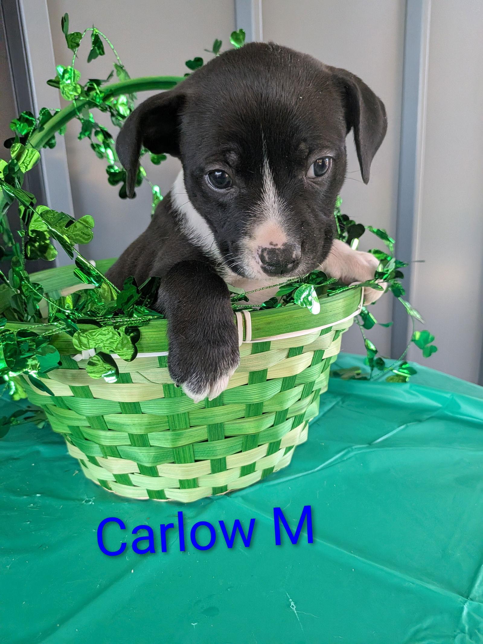 Carlow, Adoptable, Puppy Male Terrier & Labrador Retriever.