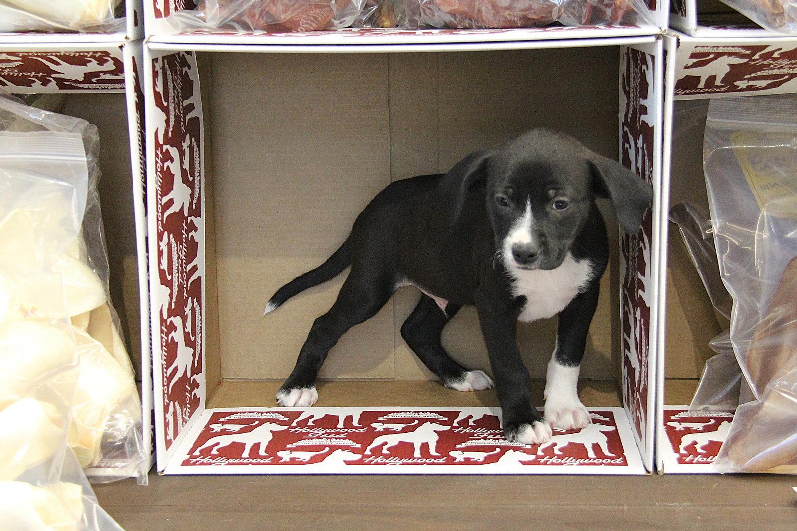 Enlarge Carlow, a Adoptable mixed breed in Charlotte, NC image 2/2