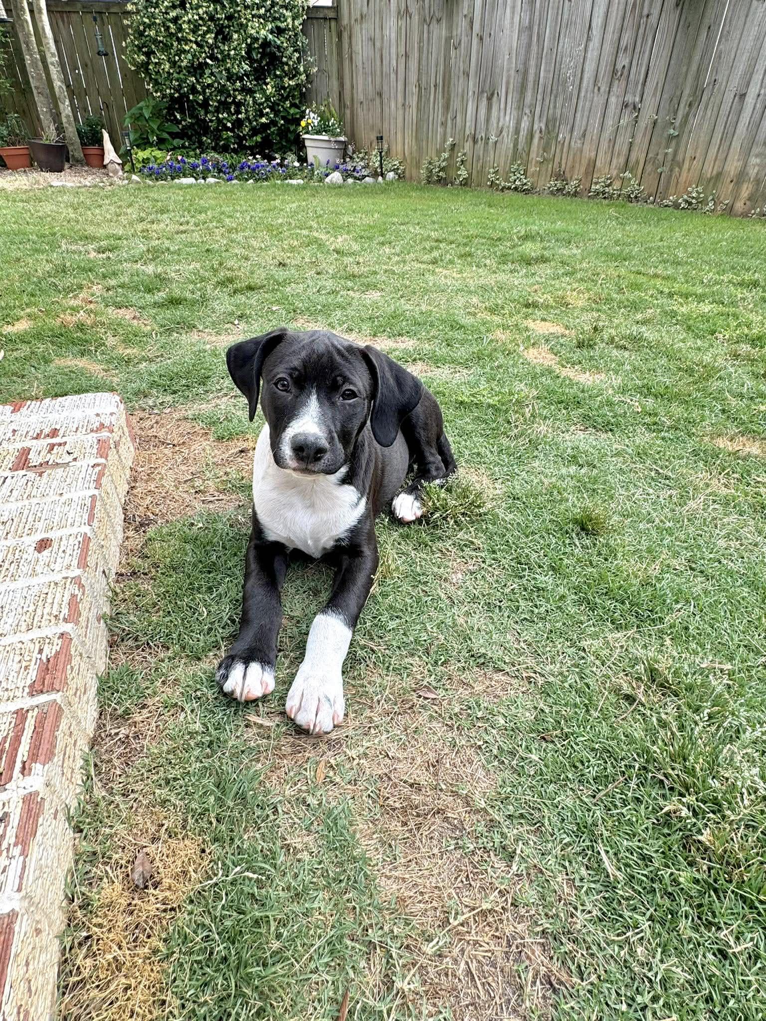 Carlow, Adoptable, Puppy Male Terrier & Labrador Retriever.